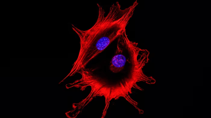 Hình ảnh kính hiển vi của hai tế bào ung thư khi tiếp xúc với nhau. Xét nghiệm dựa trên huyết thanh mới có thể tăng cường phát hiện ung thư ở các nước nghèo (Ảnh: FT)
