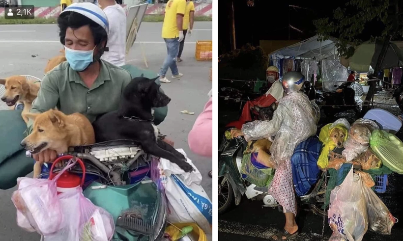 Hình ảnh cặp vợ chồng chở 15 chú chó từ Long An về Cà Mau được chia sẻ trên mạng xã hội (Ảnh - FB) 