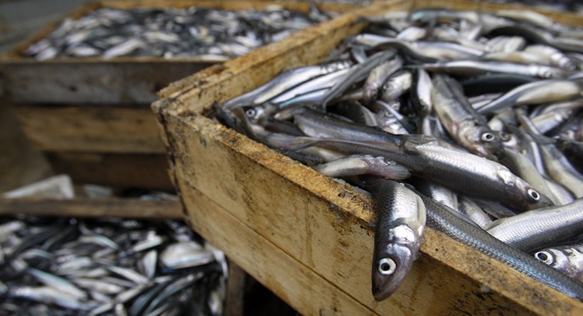 Báo Nga: Bộ Nông nghiệp Việt Nam quan tâm đến việc nuôi cá ở vùng Leningrad