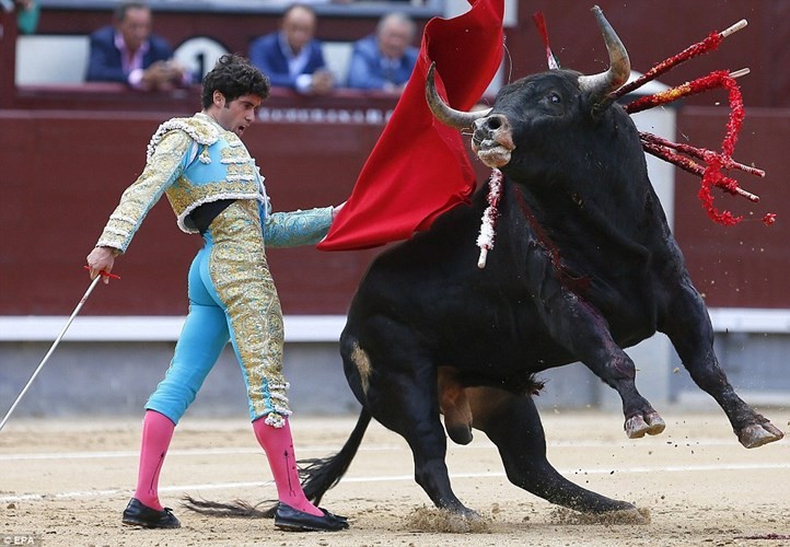 Đang truyền hình trực tiếp, đấu sỹ Tây Ban Nha bị bò tót húc chết (ảnh minh họa)