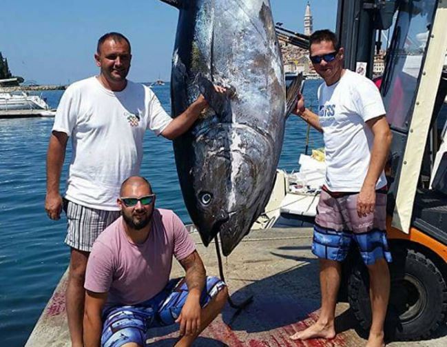 Bắt được con cá ngừ vây xanh to kỷ lục ở vùng biển Adriatic.