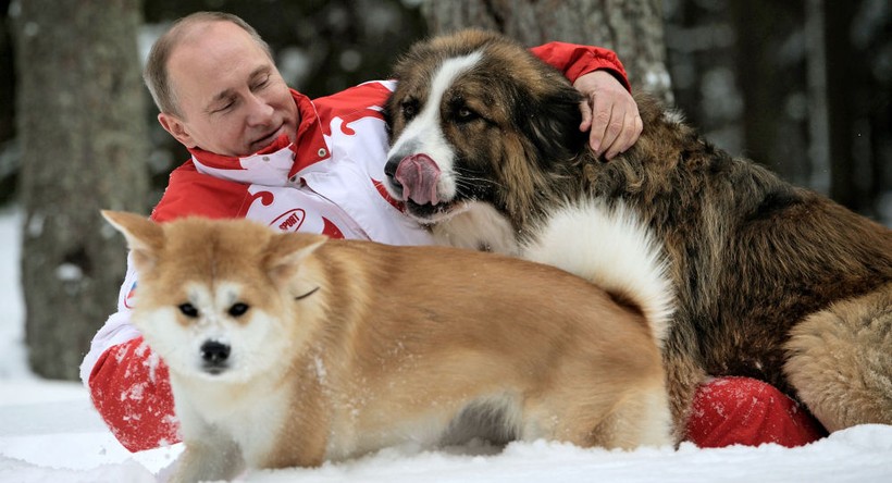 Báo Nga: Nhật Bản đang suy nghĩ lại việc tặng ông Putin con chó Akita Inu thứ hai.