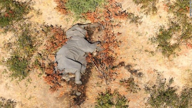 Điều tra nguyên nhân gây ra cái chết bí ẩn của những con voi ở Botswana. Ảnh: CNN