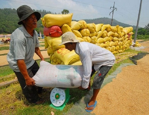 Lãi suất hỗ trợ tiền vay mua tạm trữ thóc, gạo không quá 7%/năm
