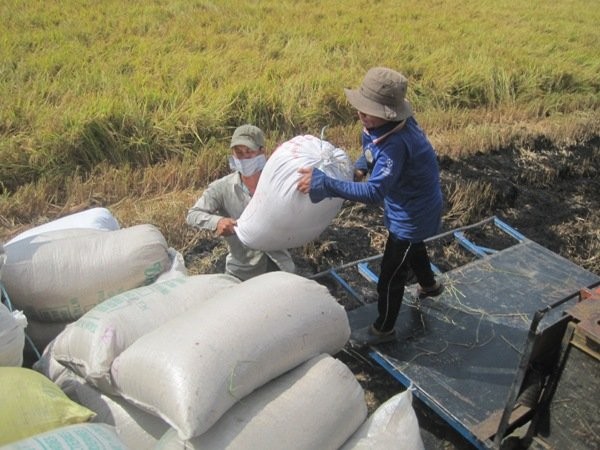 Hợp đồng xuất khẩu gạo đã ký đến cuối tháng 7-2015 đạt hơn 4,4 triệu tấn. Trong ảnh là nông dân Tiền Giang đang thu hoạch lúa.