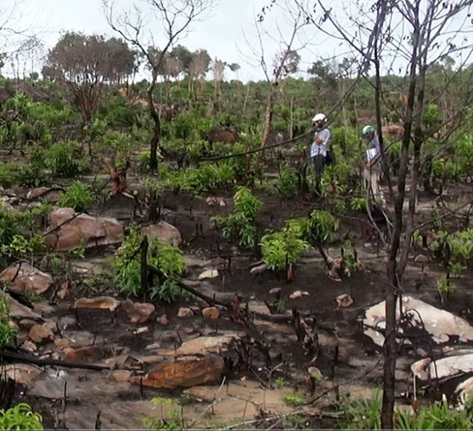Một cánh rừng phòng hộ thuộc tiểu khu 81 trên núi Cô Sáu (thị trấn An Thới) bị đốt trụi 
