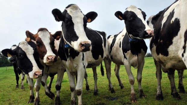 Nông dân châu Âu đang chật vật vì giá sữa giảm mạnh - Ảnh: AFP