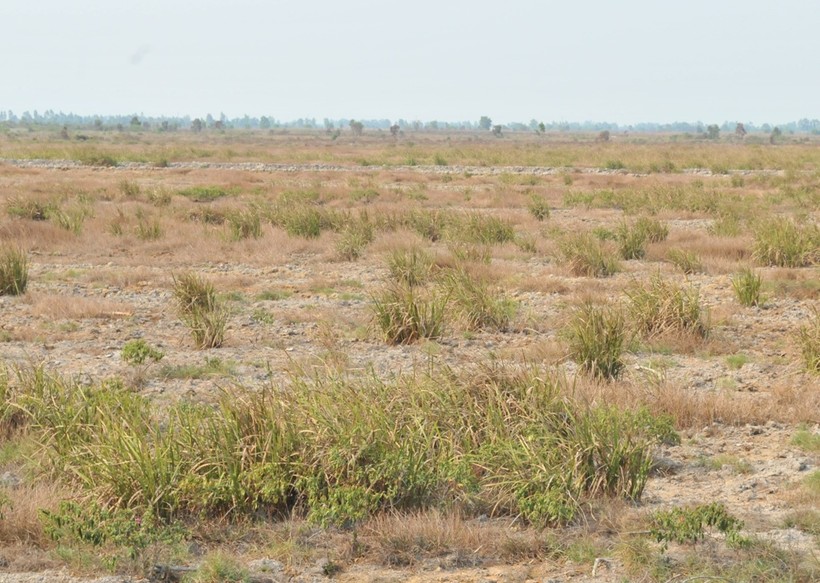 Hàng triệu héc-ta đất nông lâm trường bị “phát canh thu tô”