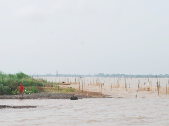 Đất bãi bồi như thế này ở huyện Lai Vung đã bị ông Tổng lấn chiếm rồi cho người khác thuê lại.