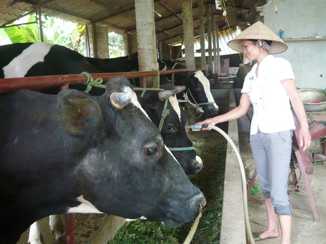 Giá sữa bò Việt Nam cao nhất thế giới