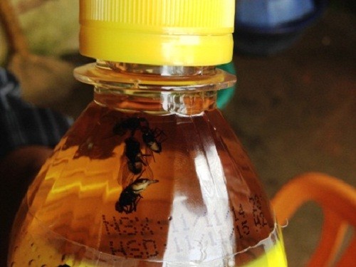 Những vụ “ruồi trong chai” nước ngọt nổi tiếng thế giới