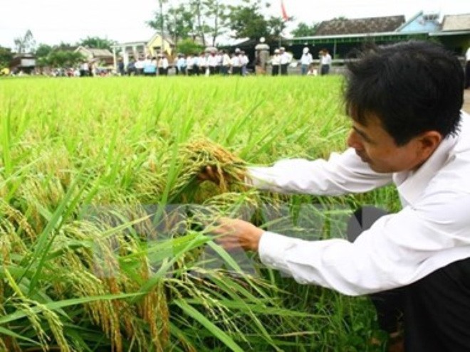 Năm 2016 sẽ mất thêm 100.000ha đất trồng lúa
