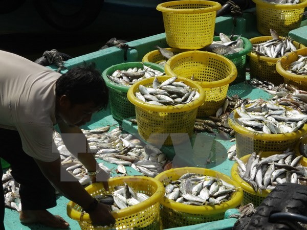 Thủy hải sản khai thác được trên vùng biển Tây Nam được vận chuyển xuống bến chợ Dương Đông (Phú Quốc, Kiên Giang). (Ảnh: Duy Khương/TTXVN)