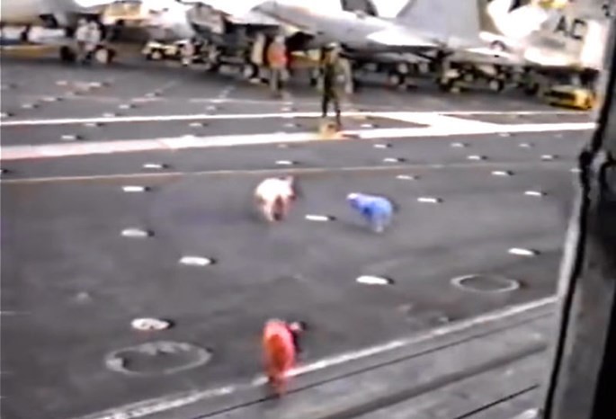 Heo chạy tán loạn trên tàu sân bay USS John F. Kennedy