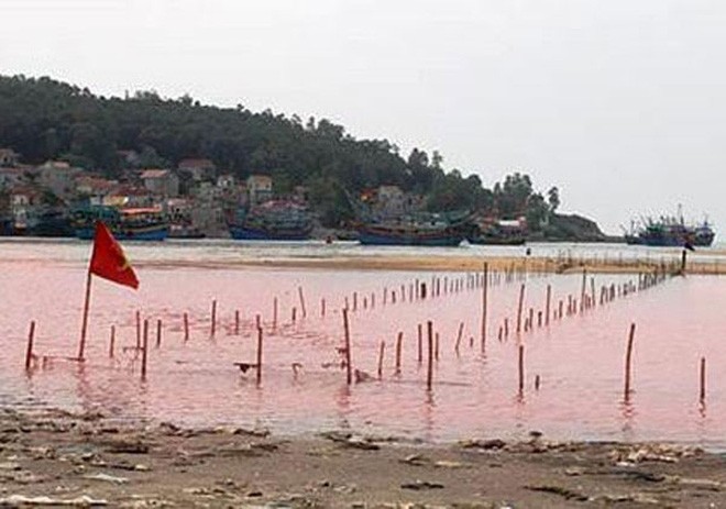 Thủy triều đỏ xuất hiện ở Nghệ An
