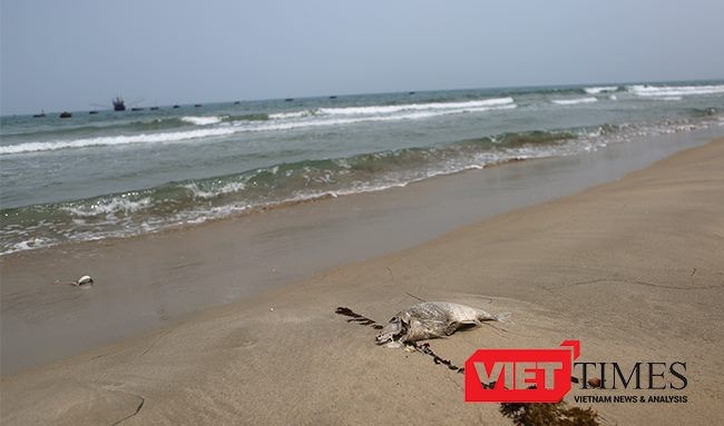 Theo Sở NN và PTNT Đà Nẵng, hiện tượng cá chết thối rửa dạt vào bờ biển Đà Nẵng mấy ngày qua là bình thường!