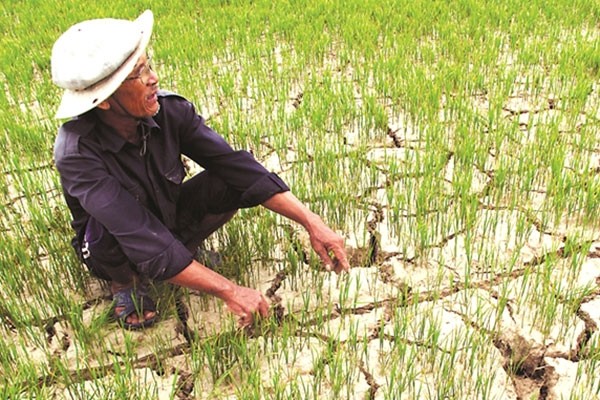 Hạn mặn ước kéo giảm sản lượng lúa tới 824.000 tấn