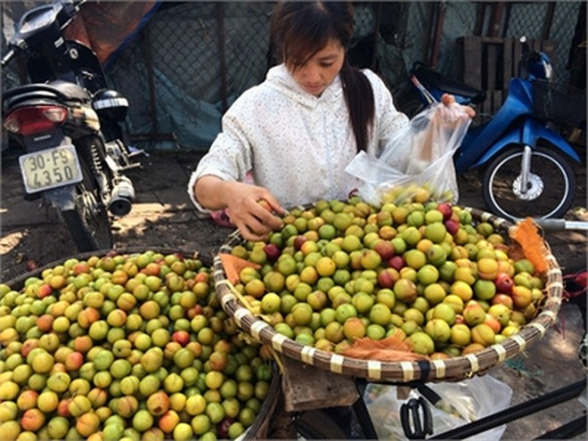 Sau mùa mận tam hoa của Việt Nam, mận cơm đường Trung Quốc phủ sóng tại các chợ Việt Nam