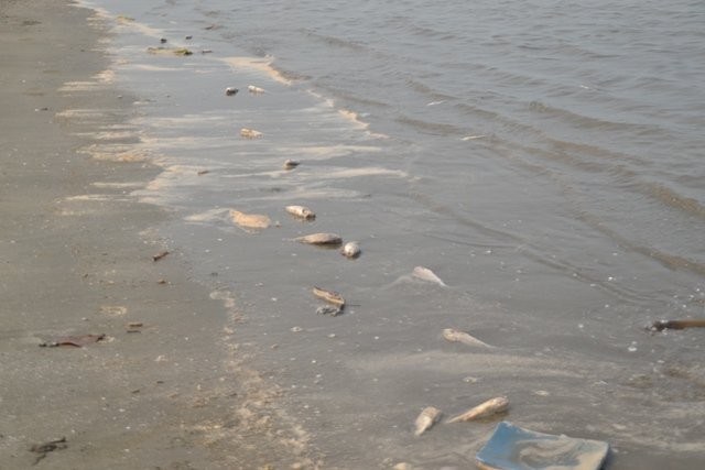 Cá lù đù chết bất thường dạt bờ biển Nghệ An trong nhiều ngày liên tục