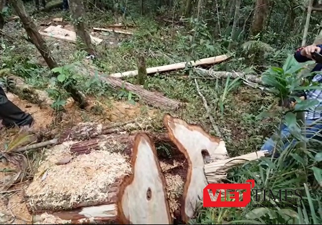  Phó Chủ tịch UBND tỉnh Quảng Nam Lê Trí Thanh kiểm tra thực địa vụ phá rừng pơ mu tại khu vực biên giới xã Chà Vàl, huyện Nam Giang