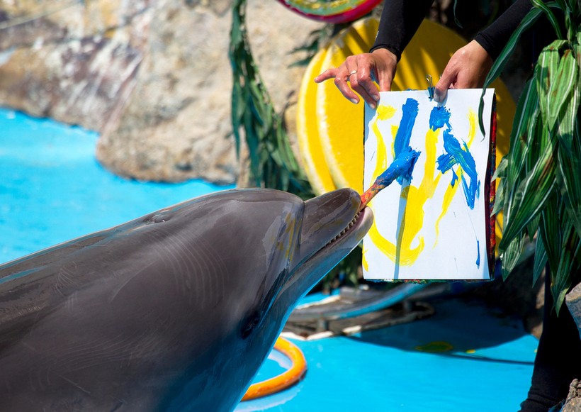 Nhiều chú cá heo được đào tạo có khả năng vẽ tranh (Ảnh: Dicover Magazine