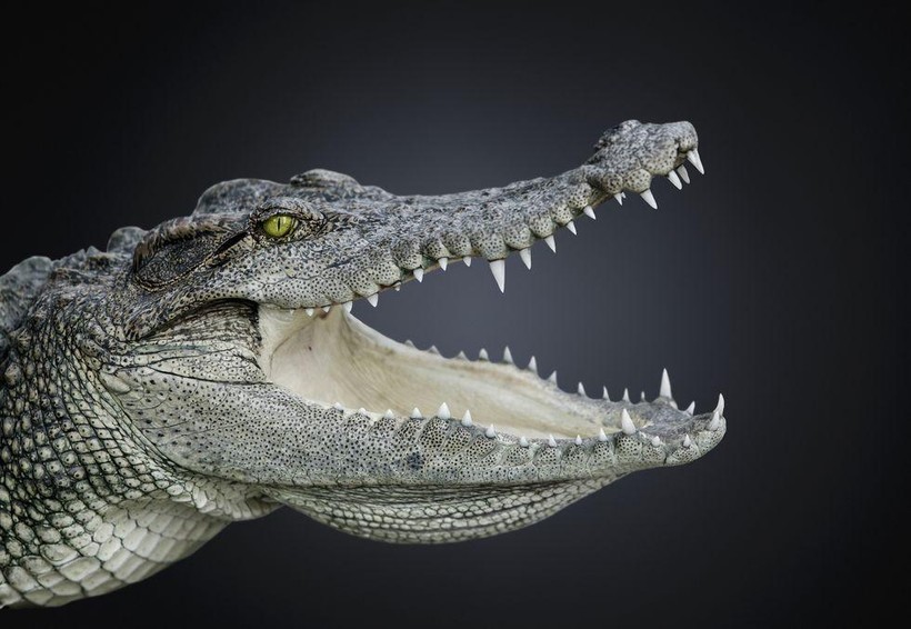 Cá sấu không thay đổi hình dáng trong suốt 200 triệu năm qua (Ảnh: Popular Mechanics)