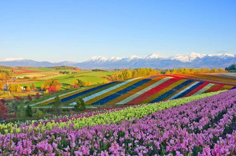 Những cánh đồng hoa đẹp nhất thế giới khiến ai cũng phải ngẩn ngơ ảnh 4