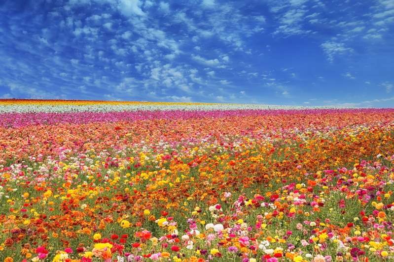 Cánh đồng hoa ở Carlsbad, California, Mỹ