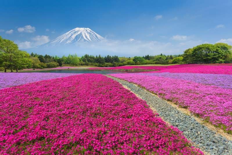 Lễ hội hoa tại Fuji Shibazakura, gần núi Phú Sĩ, Nhật Bản