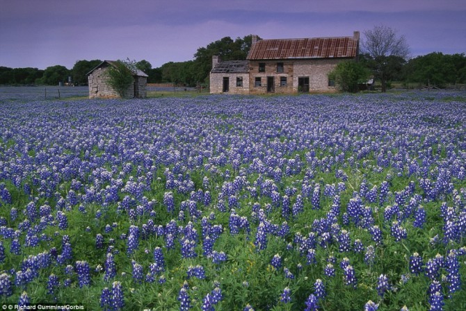 Texas còn được biết đến là kinh đô của loài hoa bluebonnet